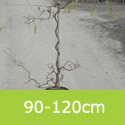 Corkscrew Hazel Tree or Harry Lauders Walking Stick Tree Corylus Avellana Contorta **FREE UK MAINLAND DELIVERY + FREE 100% TREE WARRANTY**